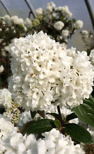 Schneeball 'Viburnum Eskimo' blütenreich und duftend 30 - 40 cm