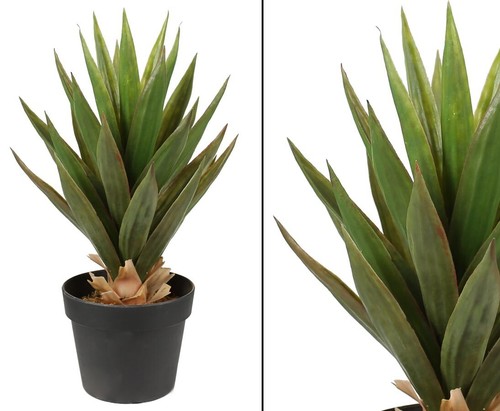 Aloe vera pflanze blätter - vera,