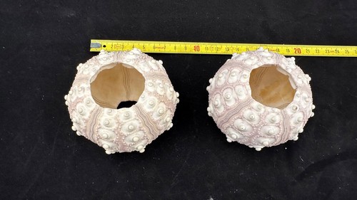Sputnik sea urchin pair - sea,