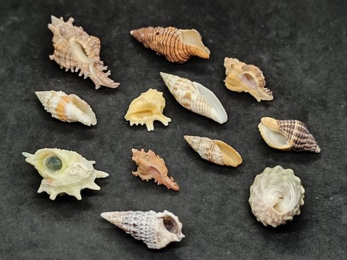 Lot philippinische muscheln - 12,