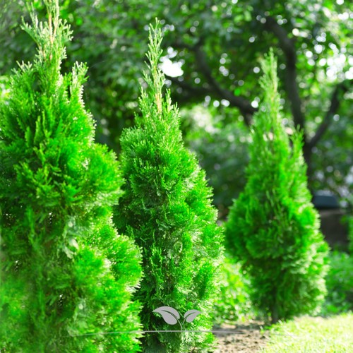 Lebensbaum thuja smaragd - thuja,