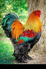 20 X Große Brahma Eier