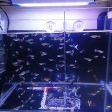 Aquarium-Fischbecken-Trennwand