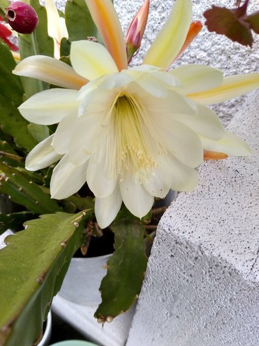 Blattkaktus gelb - , (epiphyllum)