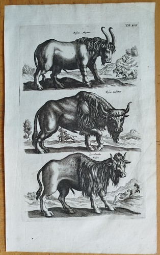 Bison merian johnston - #, merian/johnston