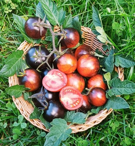 Fleischtomate königin der - kÖnigin,