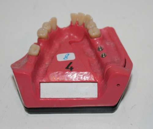 Dent schaumodell 4 - schaumodell,