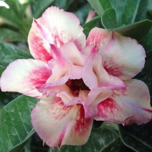 Samen adenium obesum nam - 10,