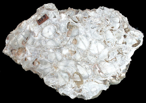 Silur geschliffene platte mit - geschliffene,