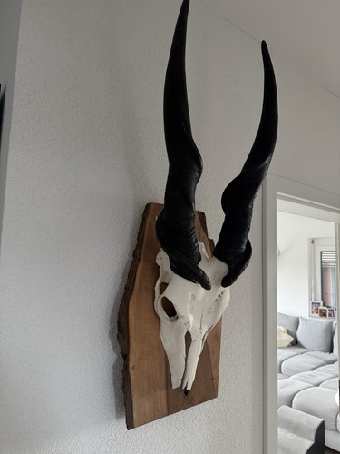Eland geweih trophäe afrika - geweih,