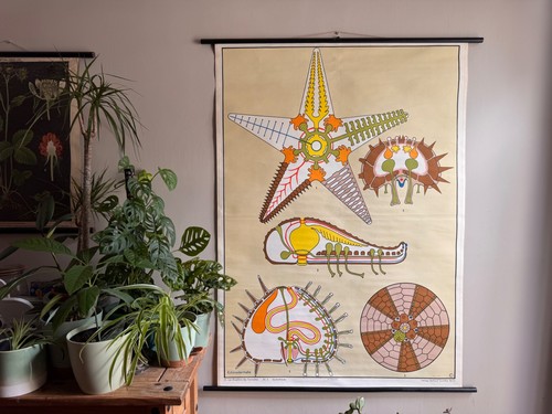 Vintage seestern seeigel - seestern, &