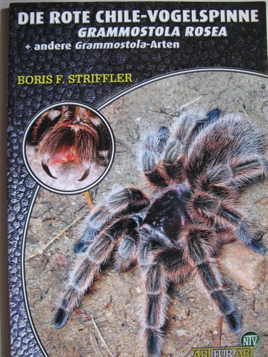 Die rote chile vogelspinne - die,