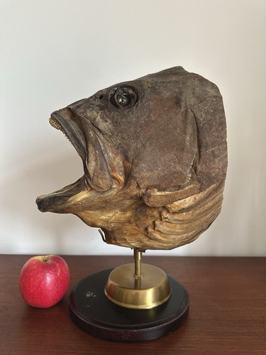 Riesiges fisch präparat - riesiges,