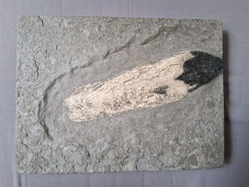 Tintenfisch loligosepia - tintenfisch,