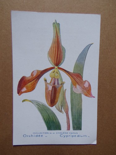 Orchidee karte cypripedium - orchidee,