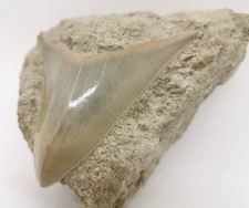 Beautiful megalodon shark - beautiful,