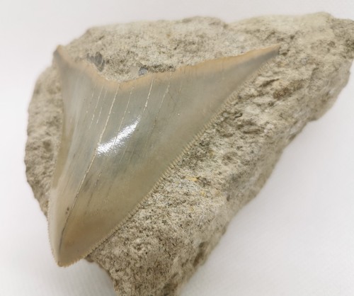 Schöner megalodon haizahn - megalodon,