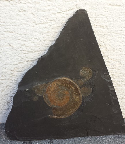 Großes fossil und kleine - großes,