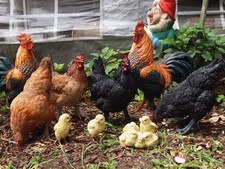 Hahn Huhn Figur Deko Küken lebensecht Gartenfigur wetterfest Skulptur Hahn NEU