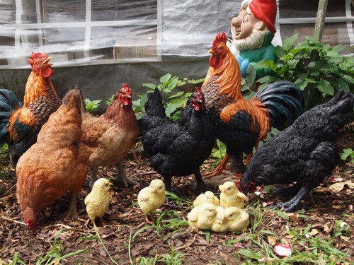 Hahn huhn figur deko - hahn, küken