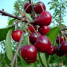 Säulensauerkirsche Jachim® Kirsche Säulenobst Balkonobst ca100cm 7.5 L Topf Colt