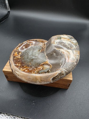 Ammonit madagaskar schale für - madagaskar,