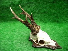 schöner 6er Rehbock Rehgeweih