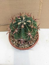 Ferocactus latispinus, kakteen sukkulenten Kaktus