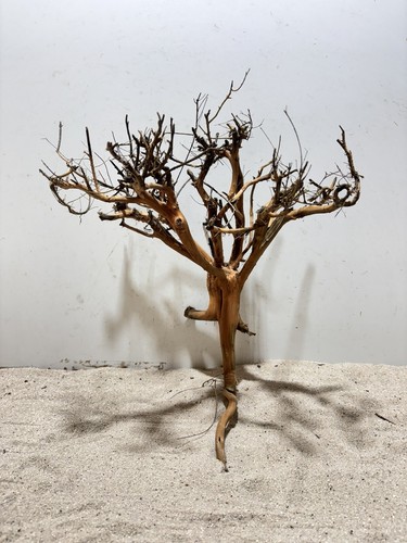 Aquariumwurzel etosha tree - etosha,