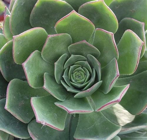 Aeonium webbii samen - aeonium,