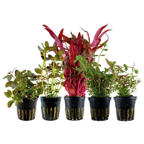 Buntes set mit 5 topf - mit,