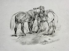 Zwei Pferde, Reitpferde, Tierstudie, Bleistiftzeichnung, 19. Jahrhundert