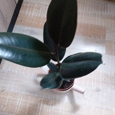 Ficus elastica " Abidjan"