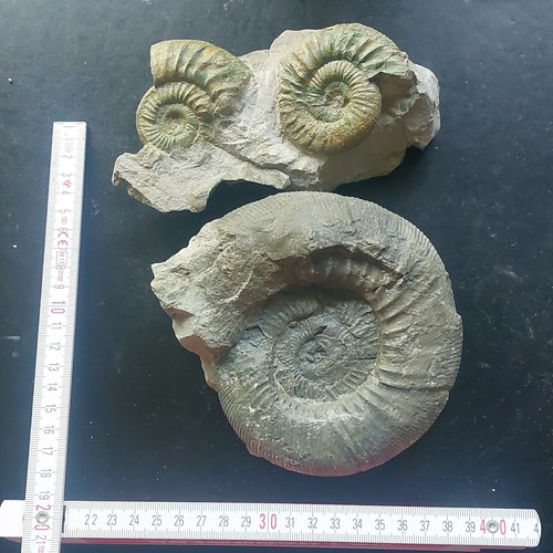 Konvolut fossiler ammoniten - fossiler,