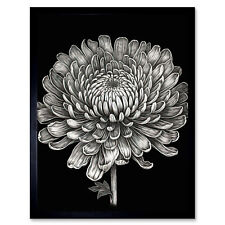 Detaillierte Chrysantheme