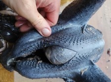 12 Bruteier Dongxiang