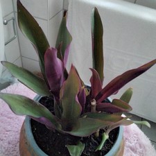  Tradescantia Zebrina Purpurea,Purpurblättrige Dreimasterblume,Rhoeo