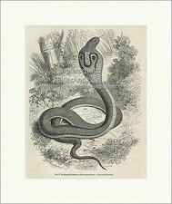 Le Serpent a lunettes Brillenschlange Echte Kobra Giftnatter Holzstich E 19845