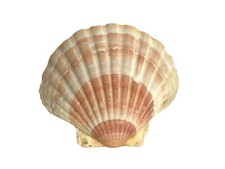 Premium Meeresmuschel Wunderschöne Farbgebung Natürliches Produkt Glanz ⌀ 125mm