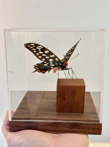 Echter schmetterling papilio - echter,