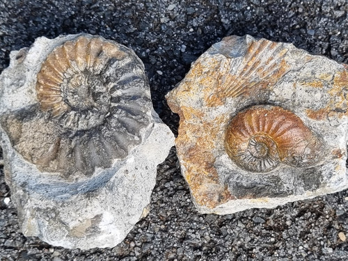 Konvolut fossilien ammoniten - konvolut,