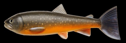 Pulz bait trout - pulz,