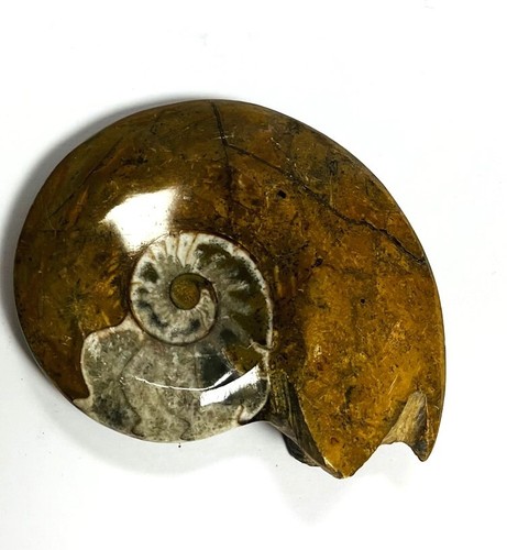Fm0002 goniatit ammonit fossil - goniatit,