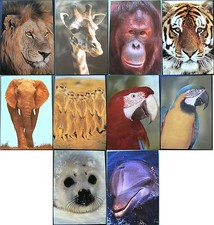 1 Kühlschrankmagnet Tiere