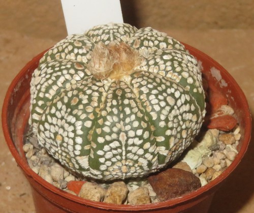 Astrophytum asterias - , cv