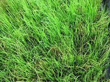 Pillenfarn, Pilularia