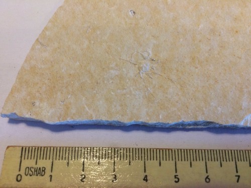 Saccocoma pectinata fossil - saccocoma,