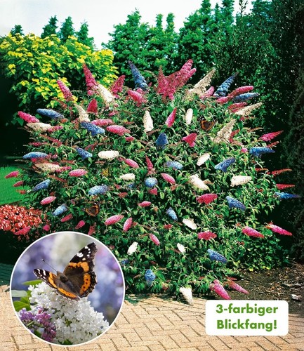 Baldur garten sommer - baldur, sommer-flieder