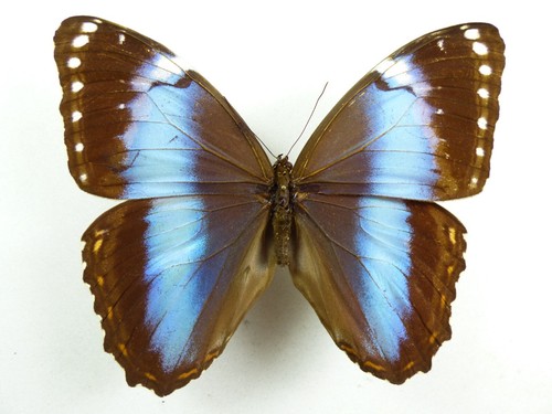 Morpho helenor ssp mielkei - morpho,