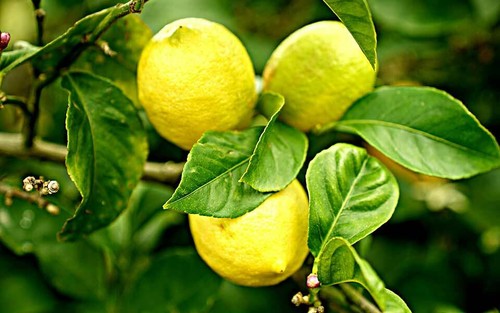 Citrus limon lunario echter - citrus,